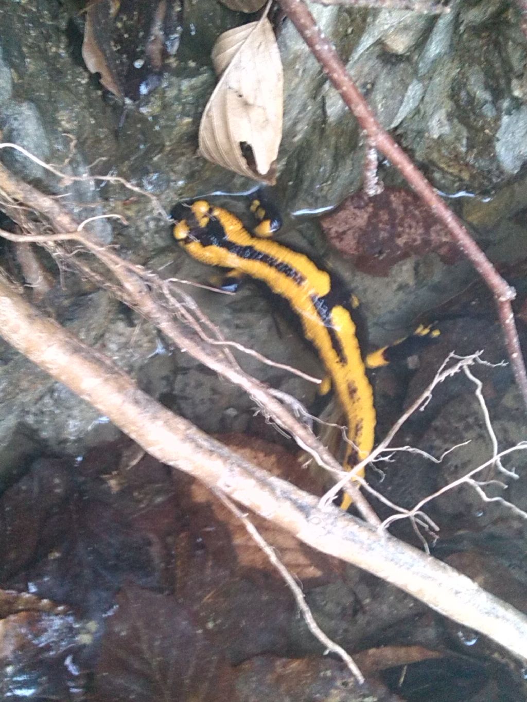 Salamandra pezzata dell''alta val Trebbia